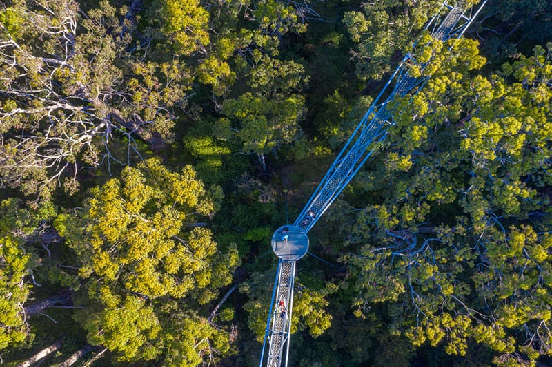 Valley of the Giants Tree Top Walk in Australia