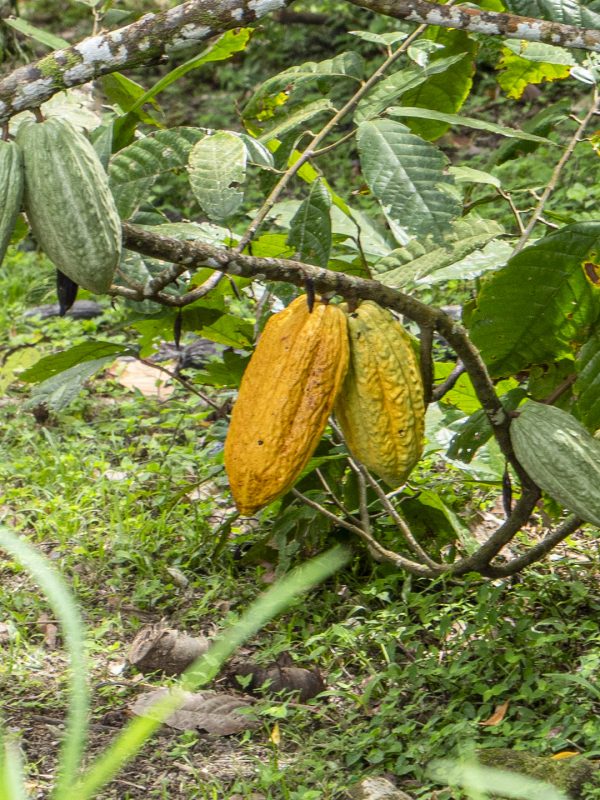 Cacao pods