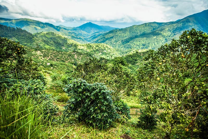 Jamaican Blue Mountain coffee is one of the most expensive coffees in the world