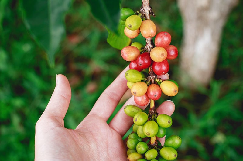 Hawaiian Kona coffee