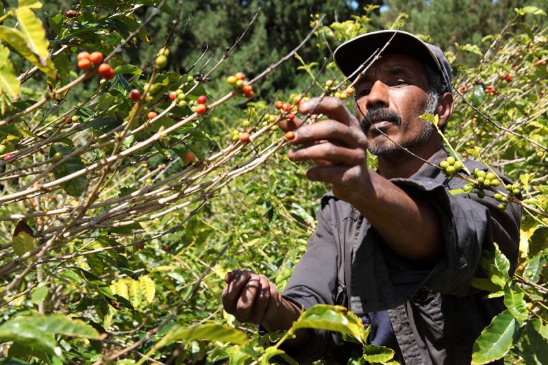Coffee farmer picking beans for harvesting on St Helena island