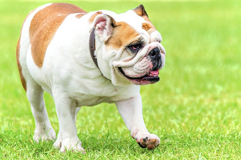 English bulldog price and characteristics