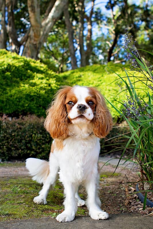 Cavalier King Charles Spaniel dog breed