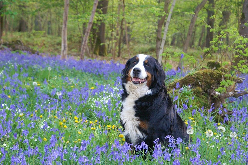 A Bernese mountain dog