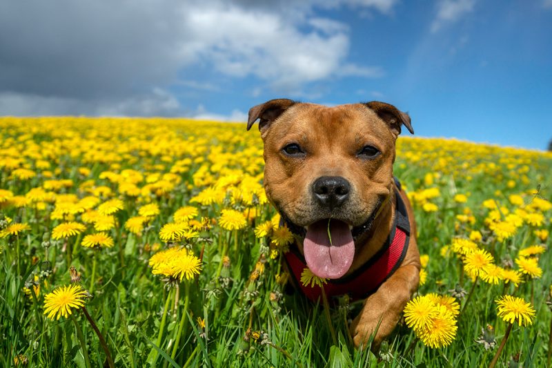 English Staffordshire Bull Terrier in yellow flower field