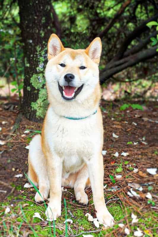 Shiba Inu dog breed