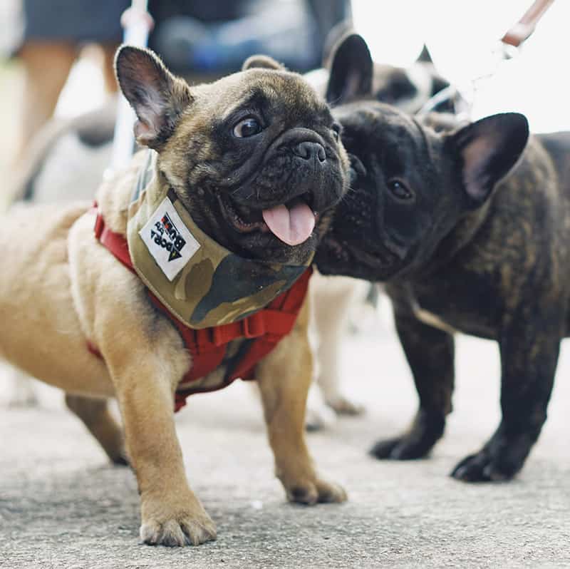 Two French Bulldogs