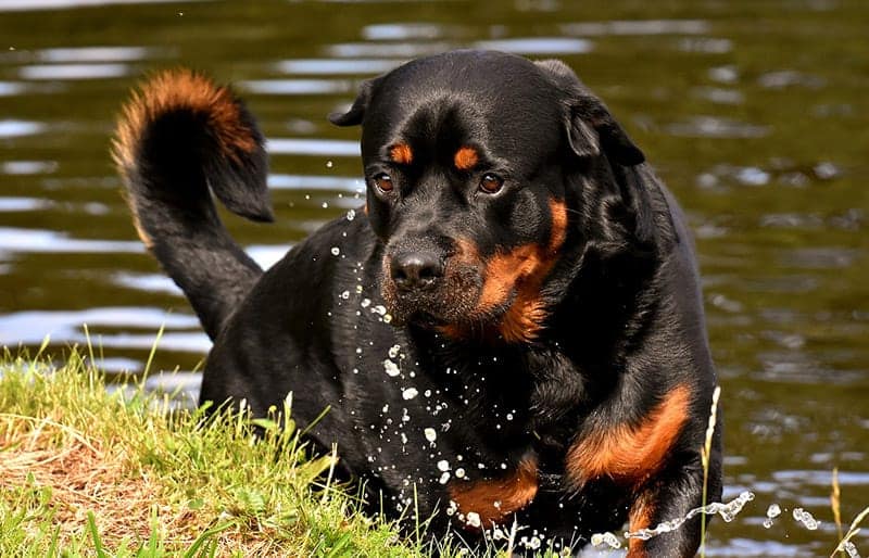 Rottweiler dog breed