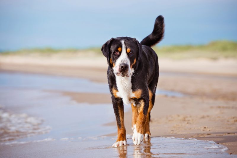 Greater Swiss Mountain Dog on the beach