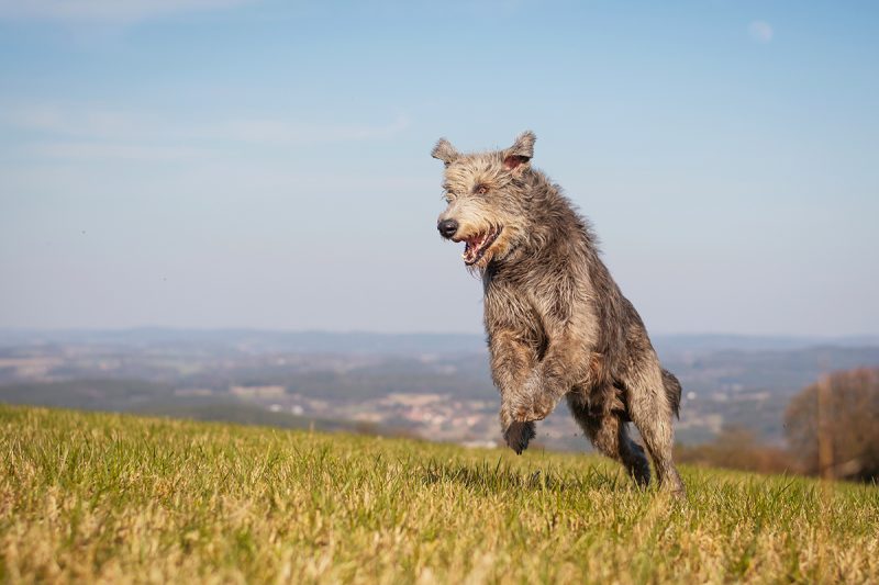 Irish Wolfhound runs on the top of a hill
