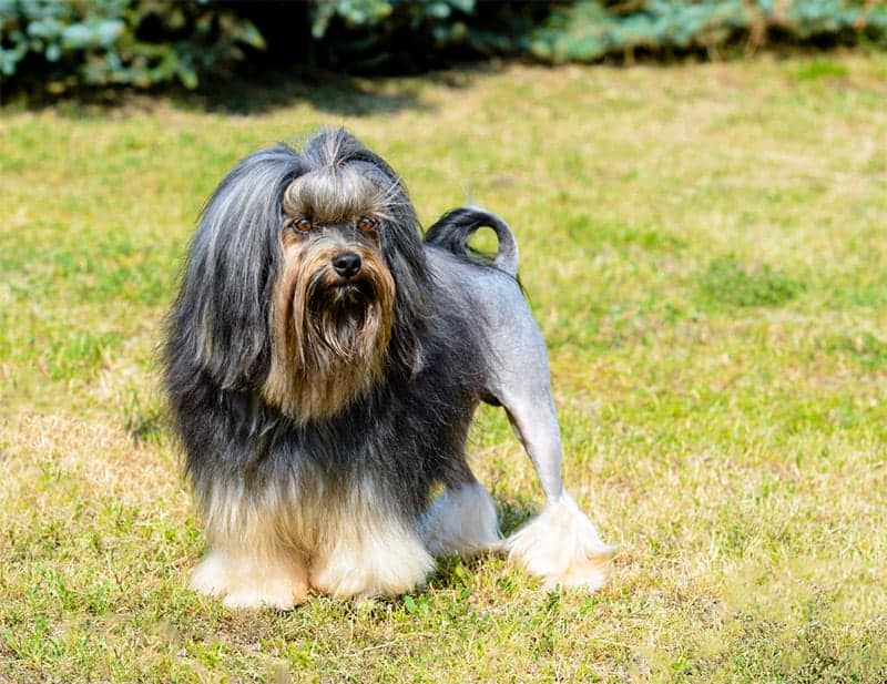 The Lowchen is one of the most expensive dog breeds in the world
