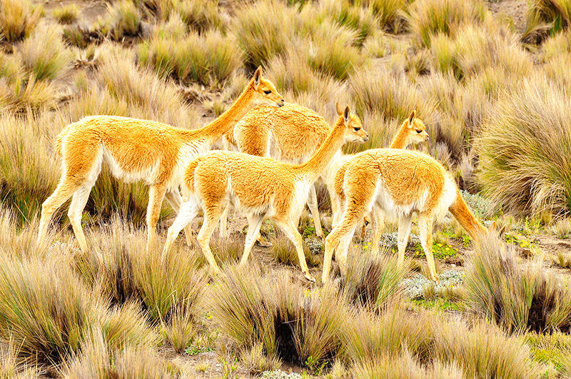 A group of vicunas