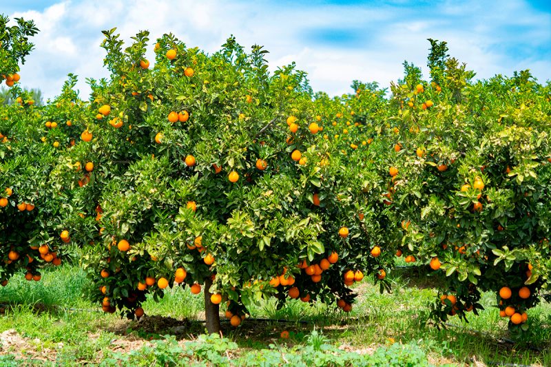 Orange citrus fruit plantations in the Peloponnese