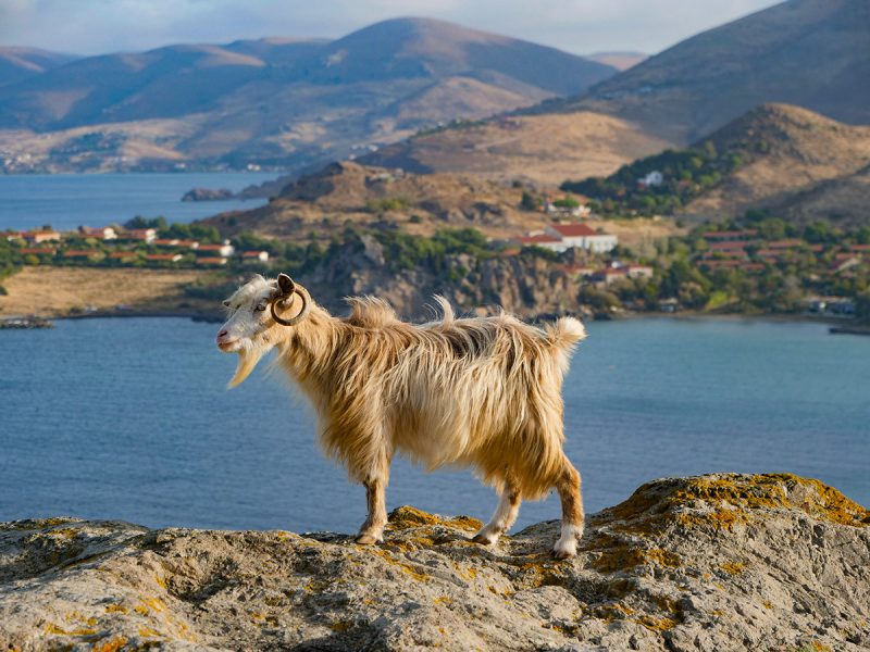 Mountain goat at Myrina Castle on Lemnos island