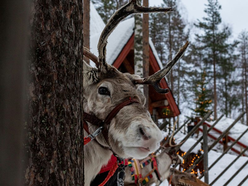 Reindeer in Rovaniemi, Finland