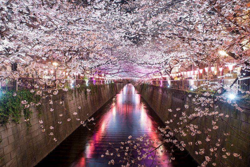 Cherry blossom lined Meguro Canal