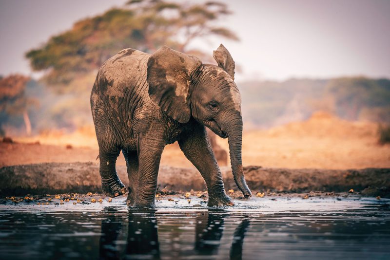 An elephant in Botswana