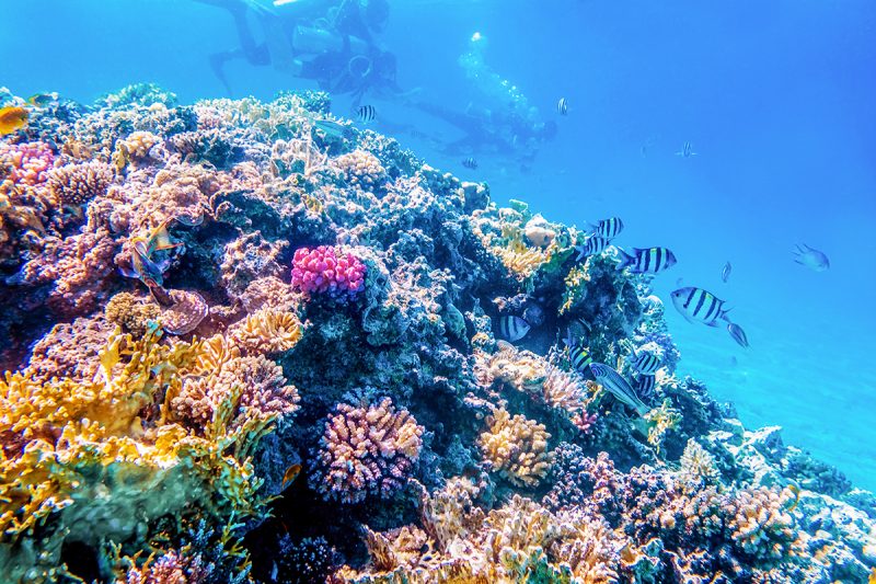 Coral reefs in Fiji