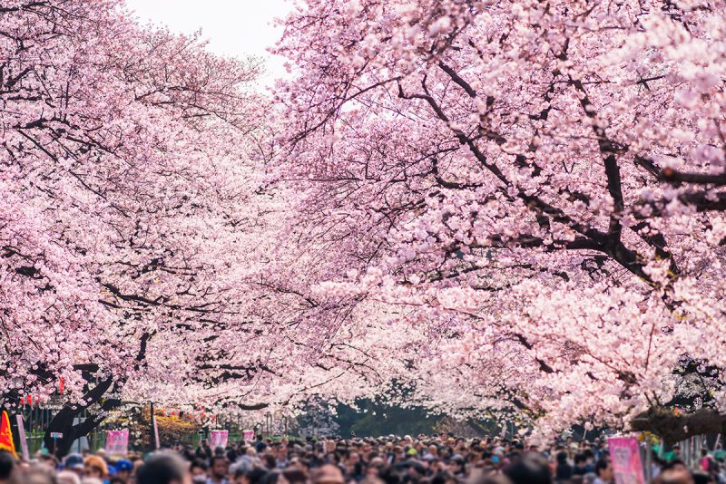 Cherry blossom in Ueno Park