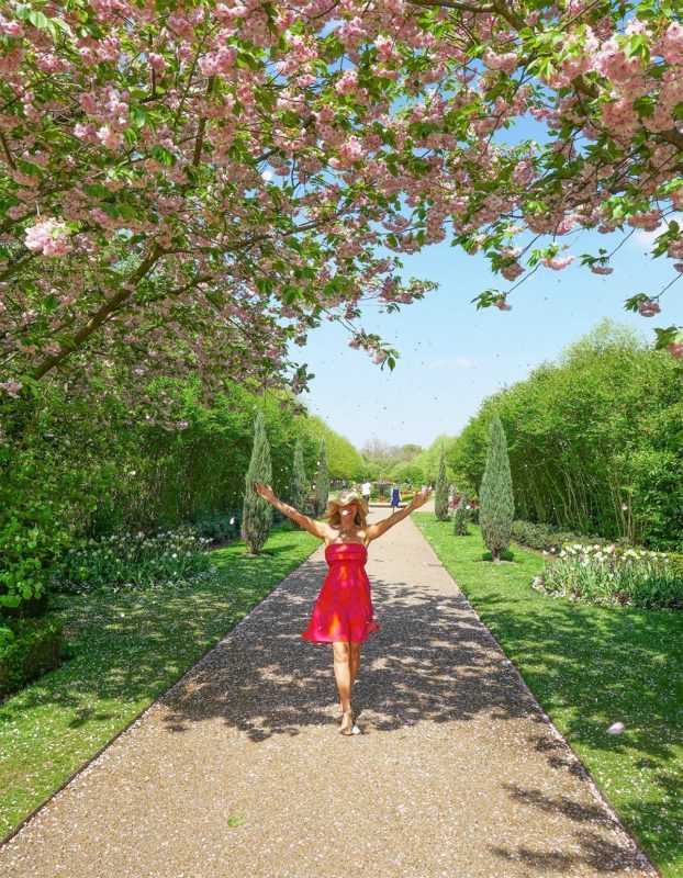 Cherry blossom in Regent's Park