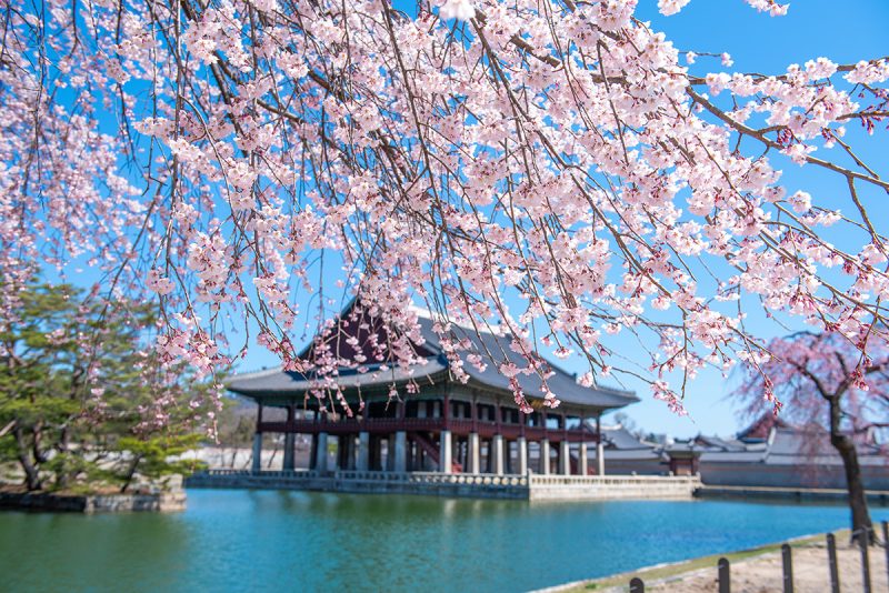 Gyeongbokgung Palace in sakura season