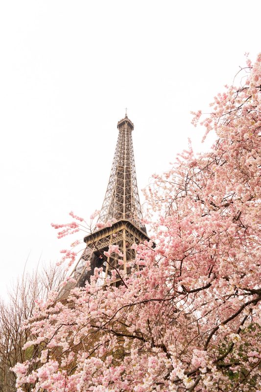 ©Adobe - Eiffel Tower with sakura flowers, Paris
