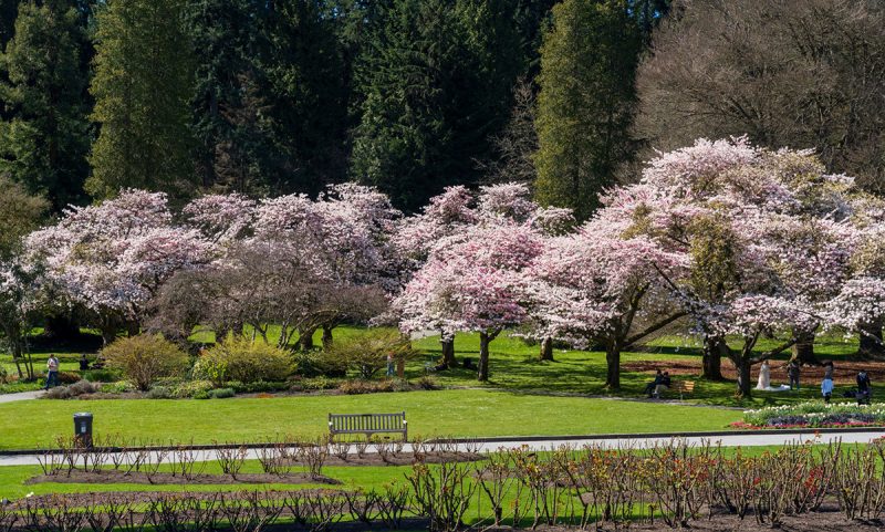 Cherry trees in Stanley Park, Vancouver