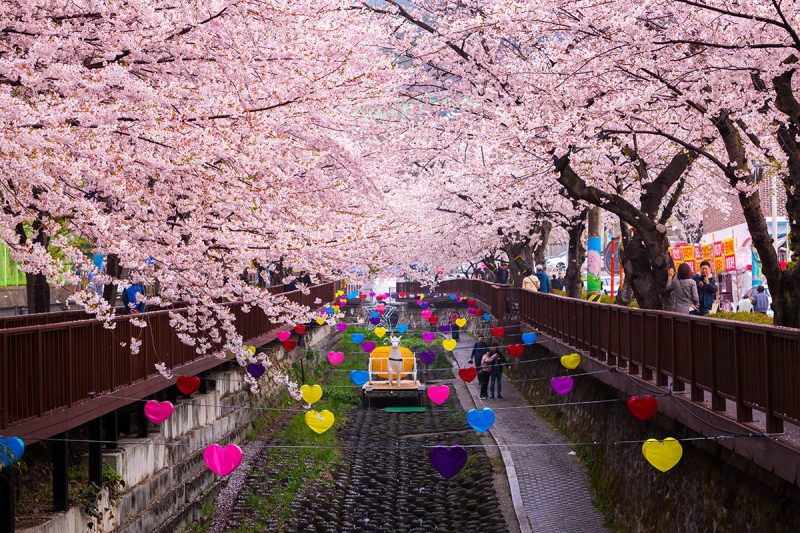 Jinhae Gunhangje Festival in spring