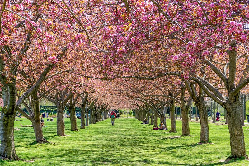 Cherry blossom trees at Brooklyn Botanic Garden