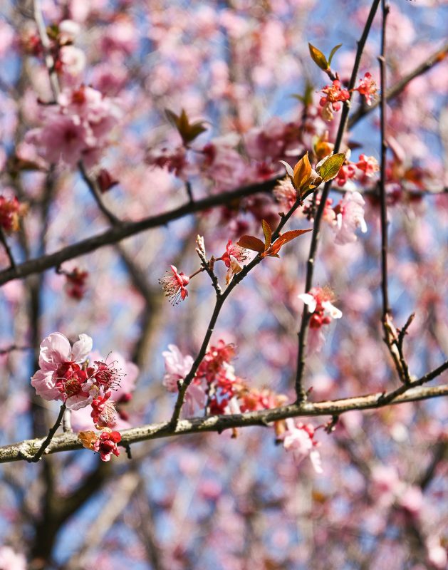 Sakura in Auburn Botanic Gardens