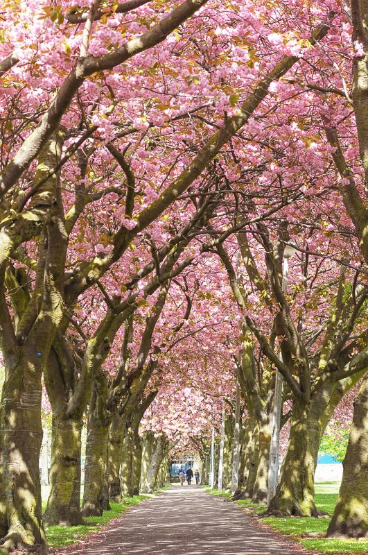 The Meadows, Edinburgh