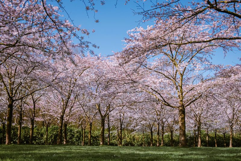 Kersenbloesempark flower park, Amsterdamse Bos