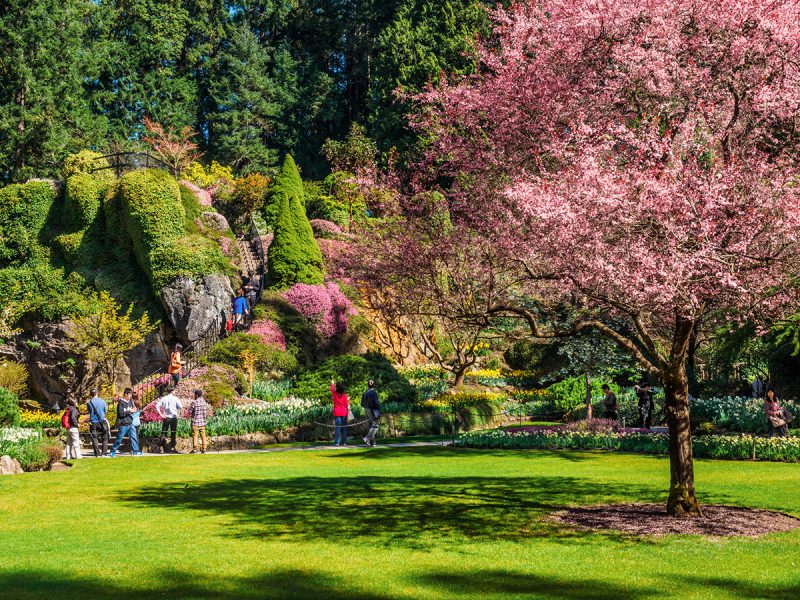 Springtime blooms in Butchart Gardens