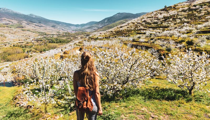 White cherry blossom in the Jerte valley, Estramadura, Spain