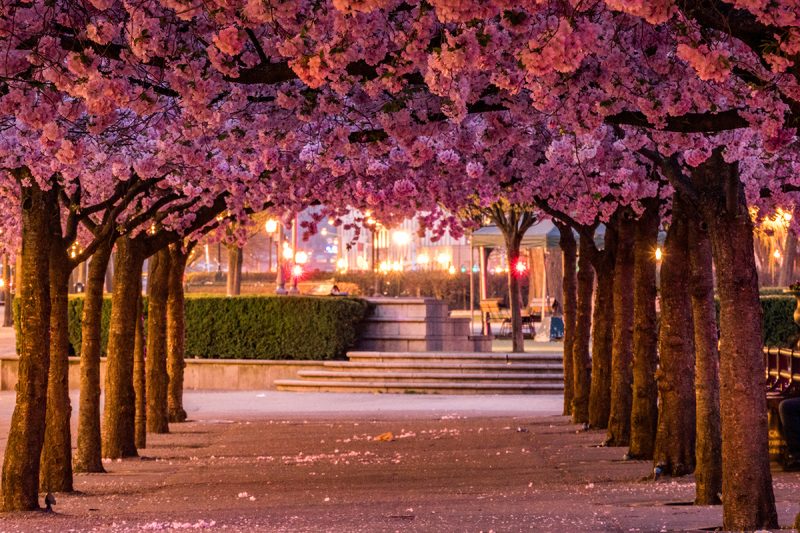 Cherry blossoms in the Kungstradgarden park (Kingäs Garden)