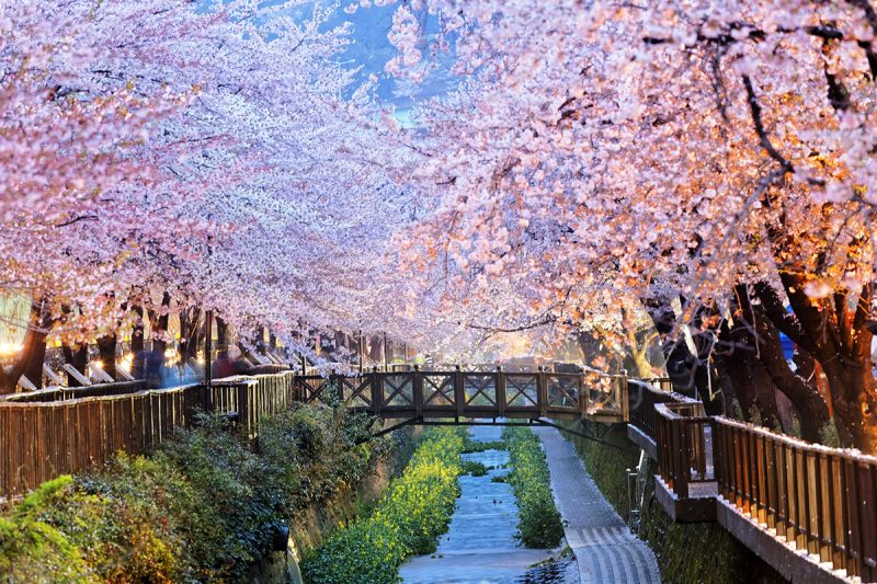 Oncheoncheon Stream in Busan - where to see cherry blossoms in South Korea