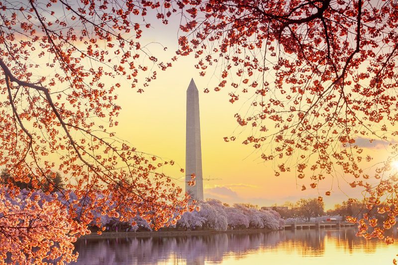Cherry blossom at Washington Monument