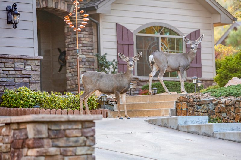 Deer in front of a residence in Prescott, Arizona
