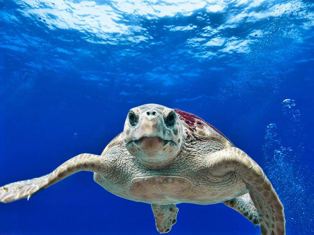 Sea turtle in Nevis