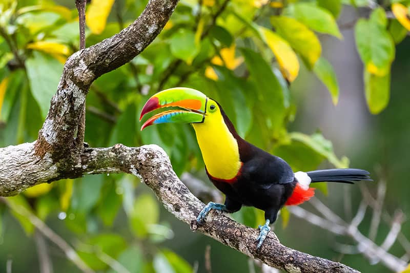 Toucan in Costa Rica