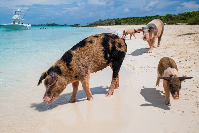 Pigs on a beach in the Bahamas