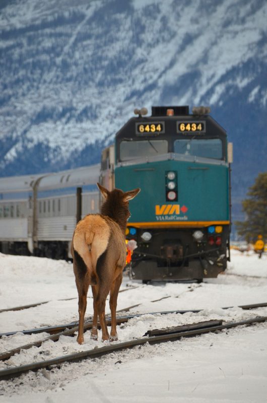 The Canadian train