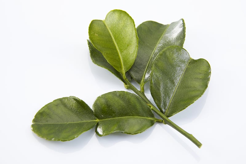 Leaf of bergamot (kaffir lime) 